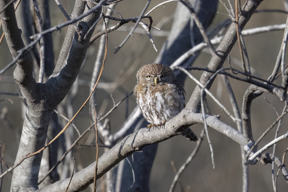 Pearl-spotted Owlet - ML640769452