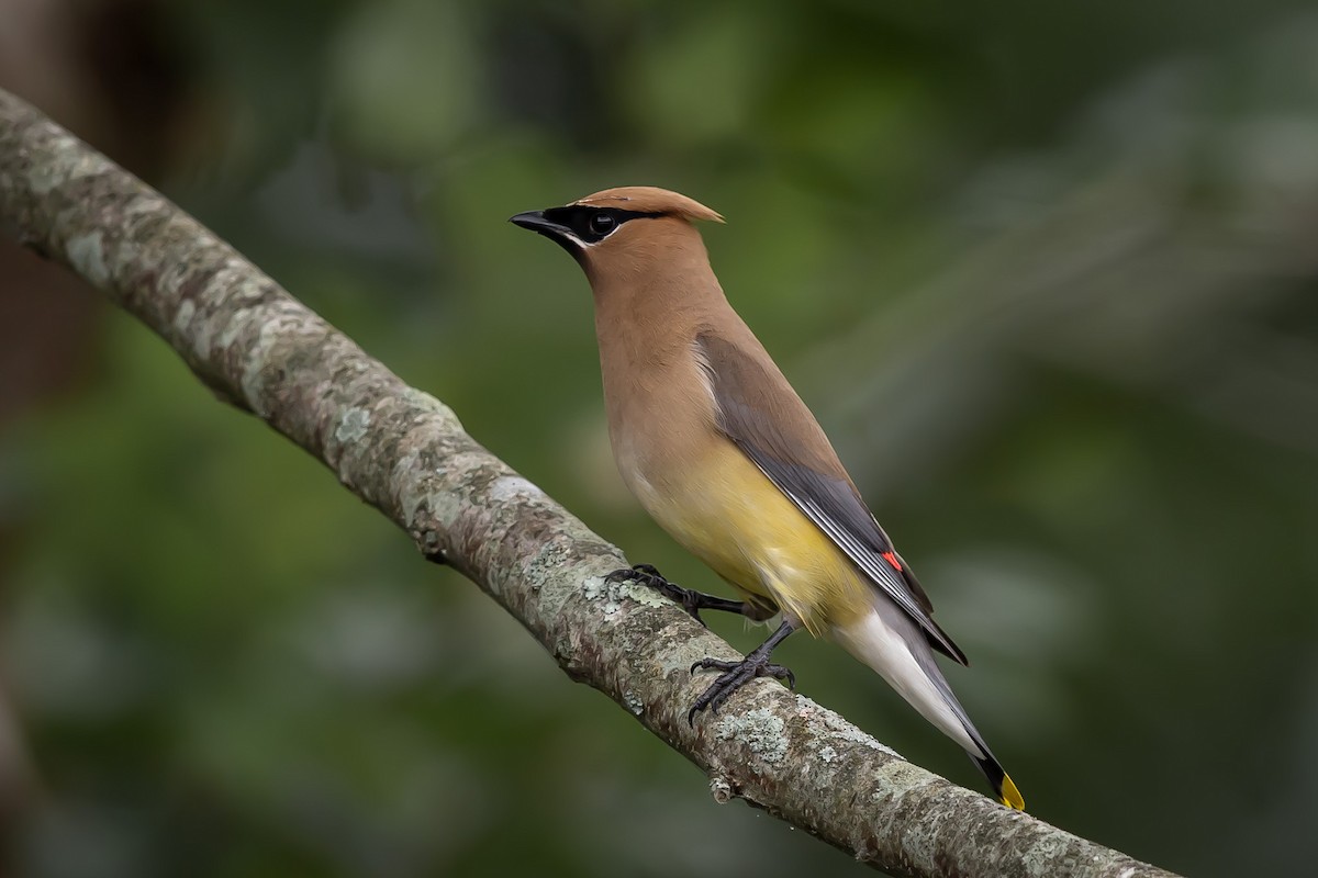 Cedar Waxwing - ML640769487