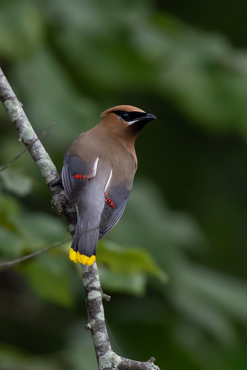 Cedar Waxwing - ML640769488