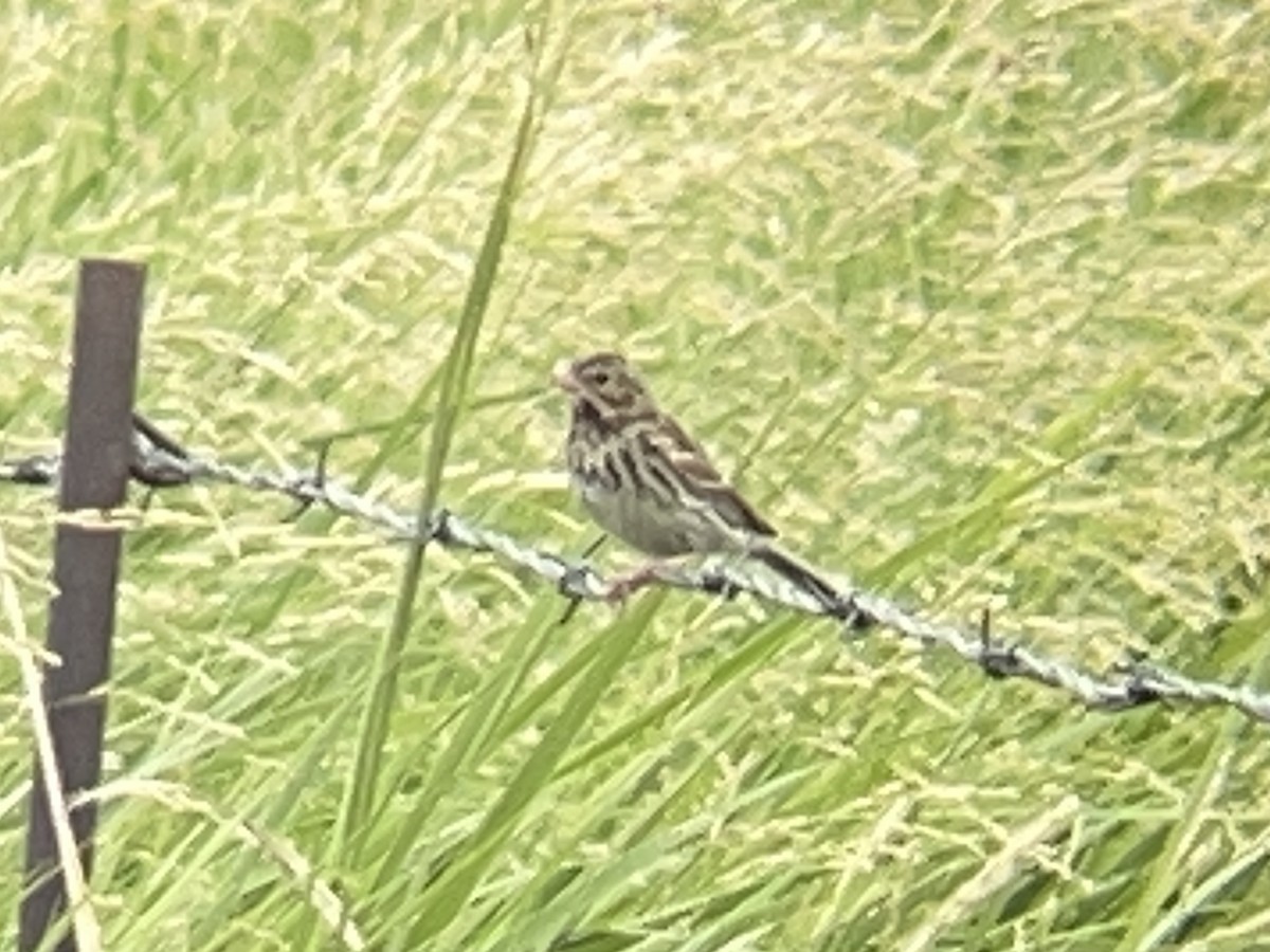 Vesper Sparrow - ML640769492