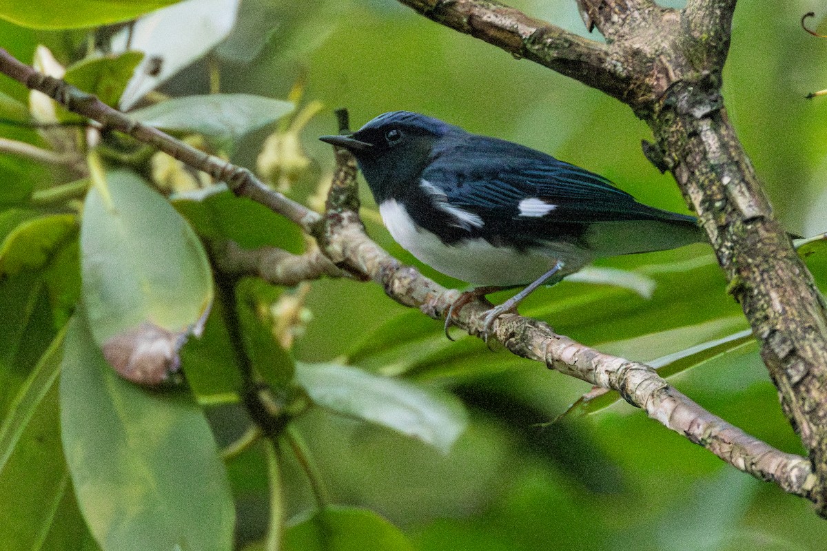 Black-throated Blue Warbler - ML640769536