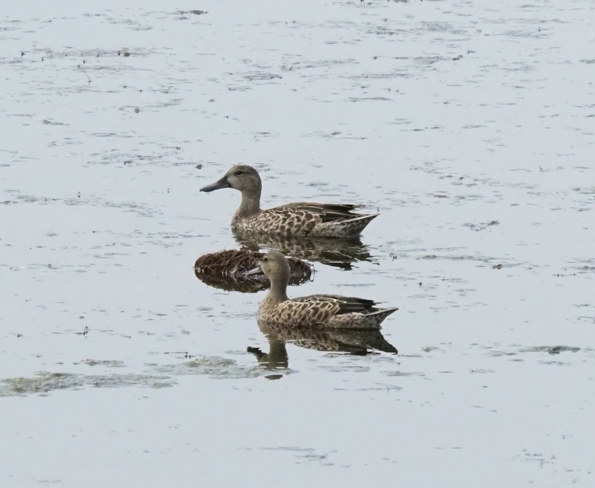 Blue-winged Teal - ML640769553