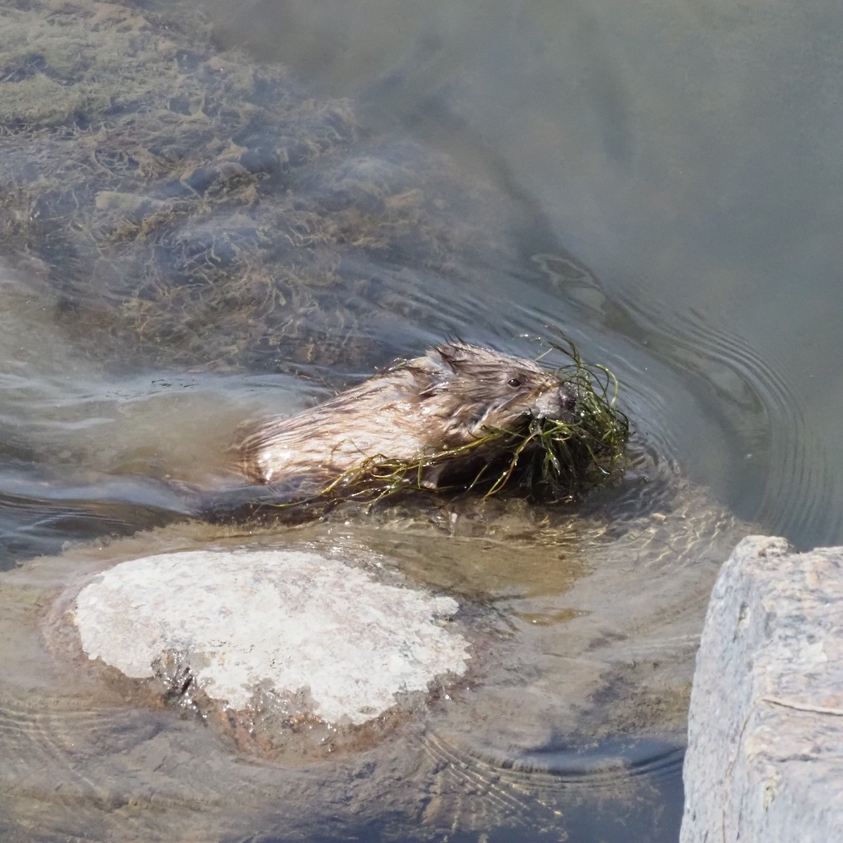 Muskrat - ML640769630