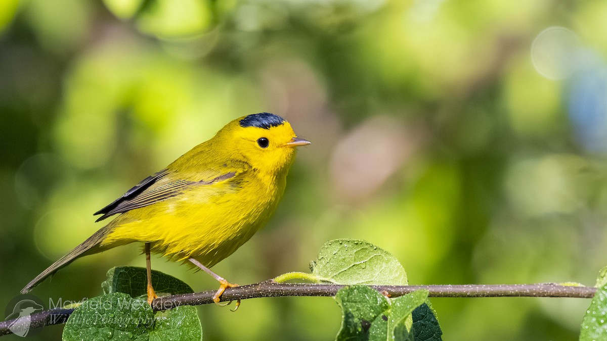 Wilson's Warbler - ML640769665