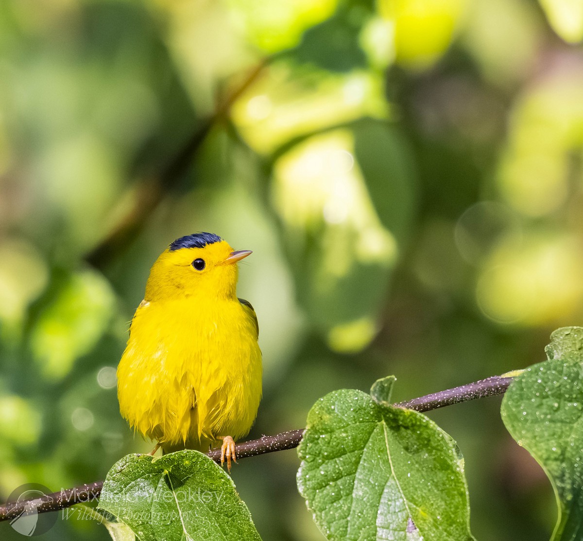 Wilson's Warbler - ML640769668