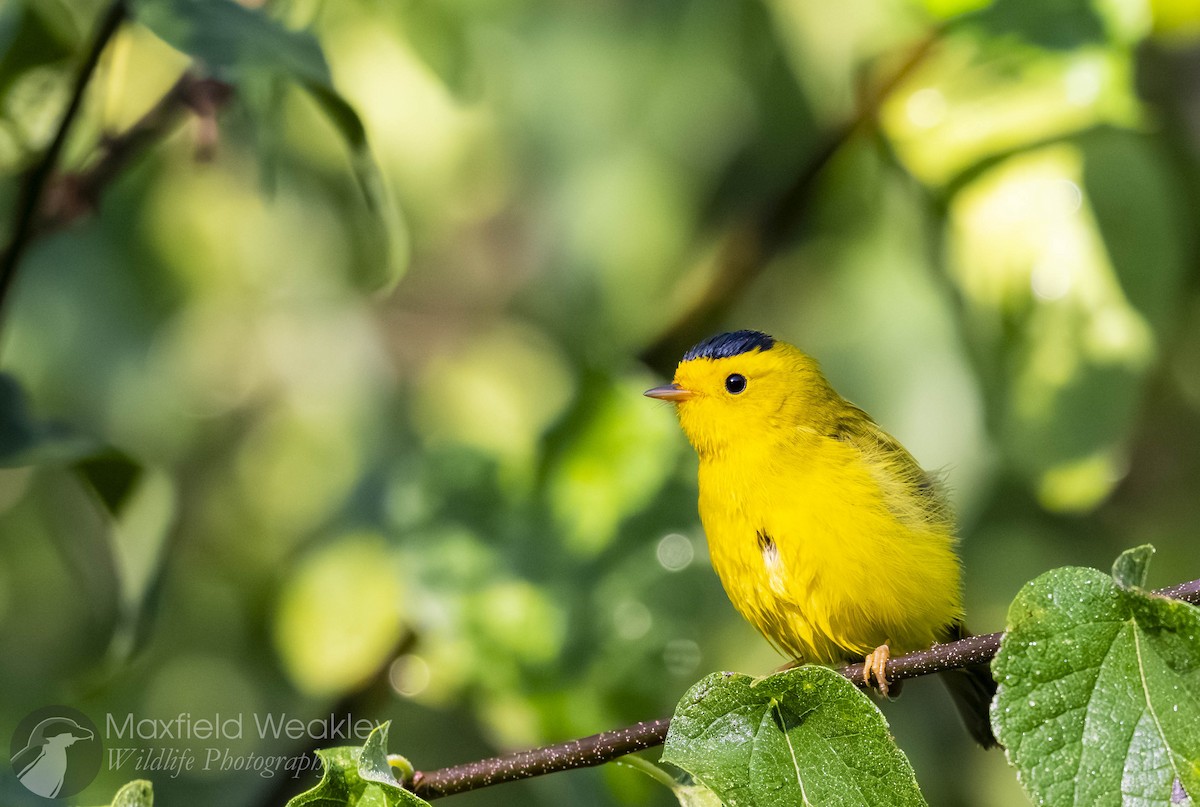 Wilson's Warbler - ML640769671