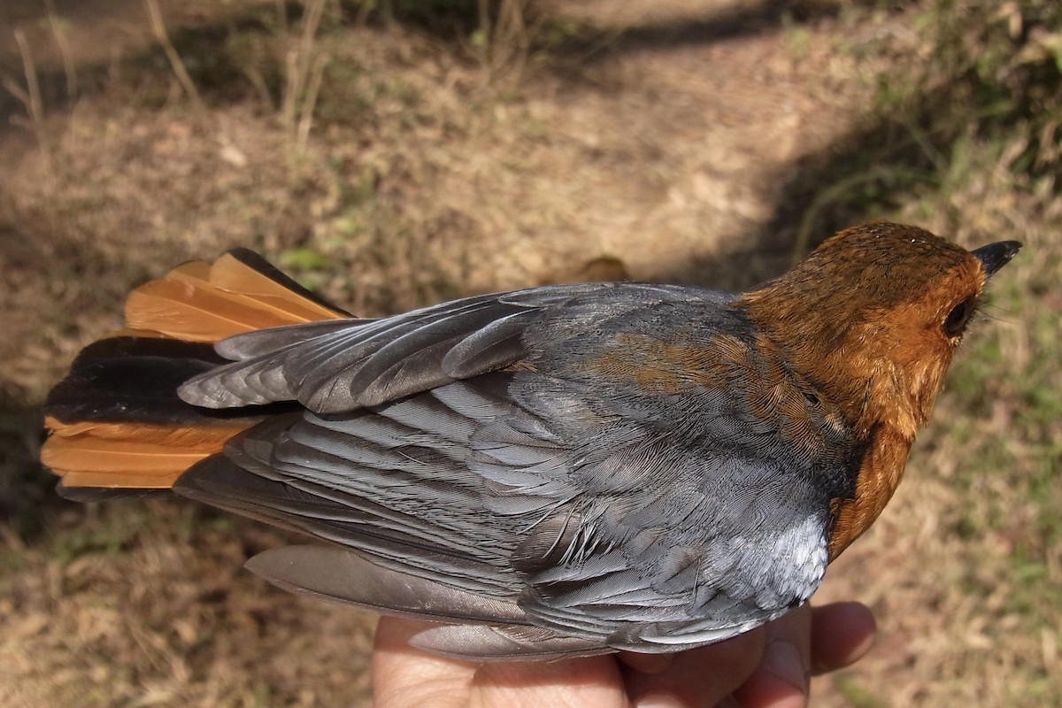 Red-capped Robin-Chat - ML640769677
