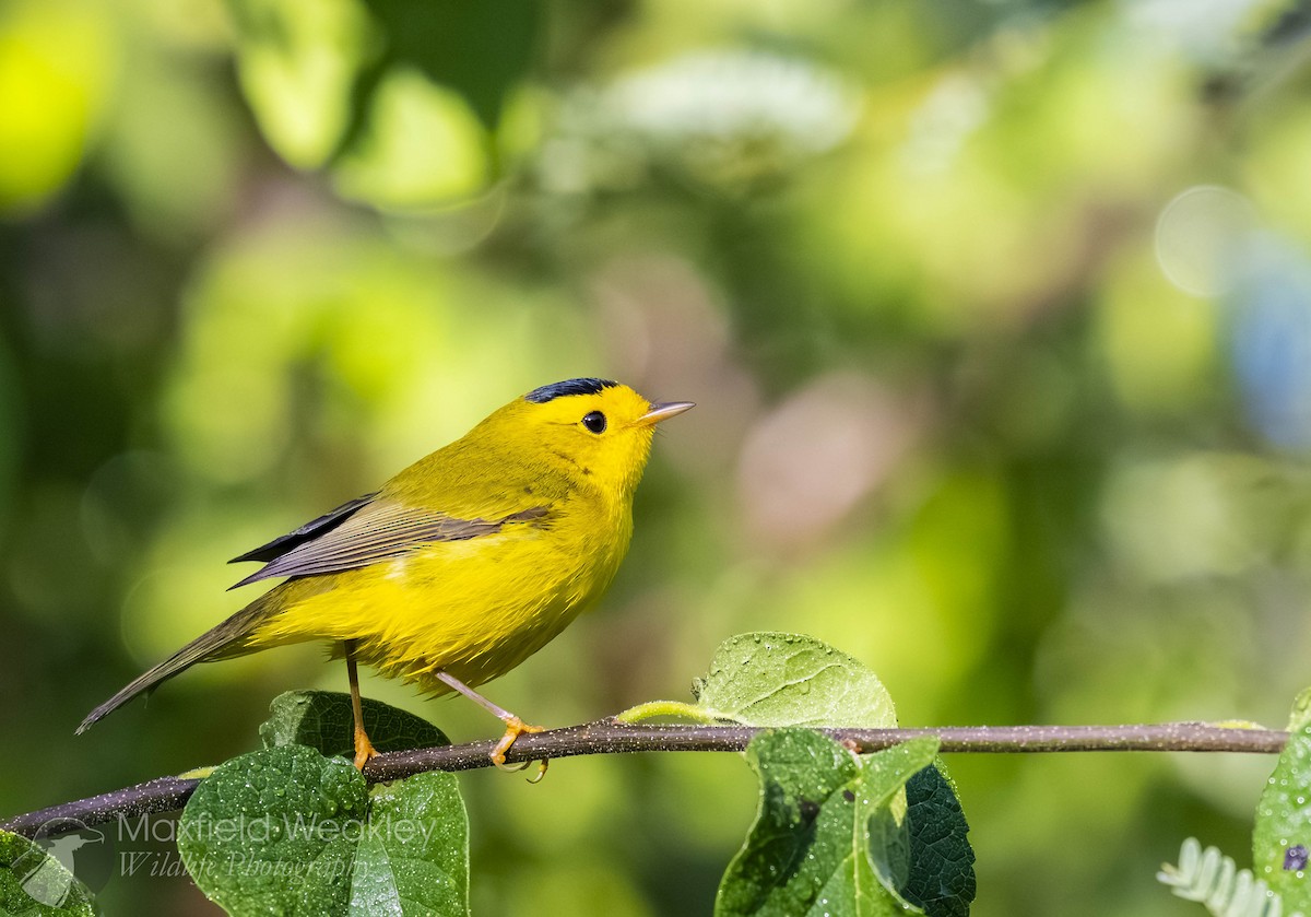 Wilson's Warbler - ML640769679