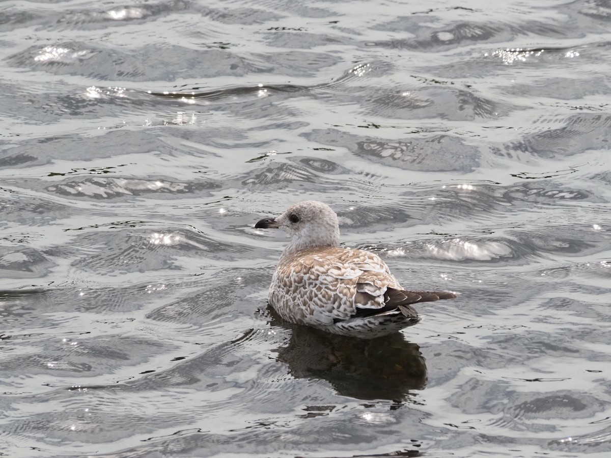 Ring-billed Gull - ML640769685