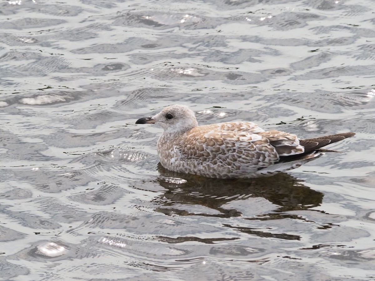 Ring-billed Gull - ML640769686