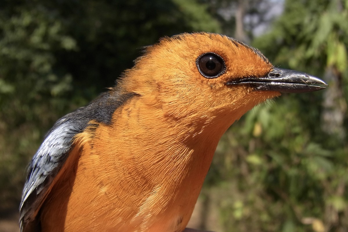 Red-capped Robin-Chat - ML640769697