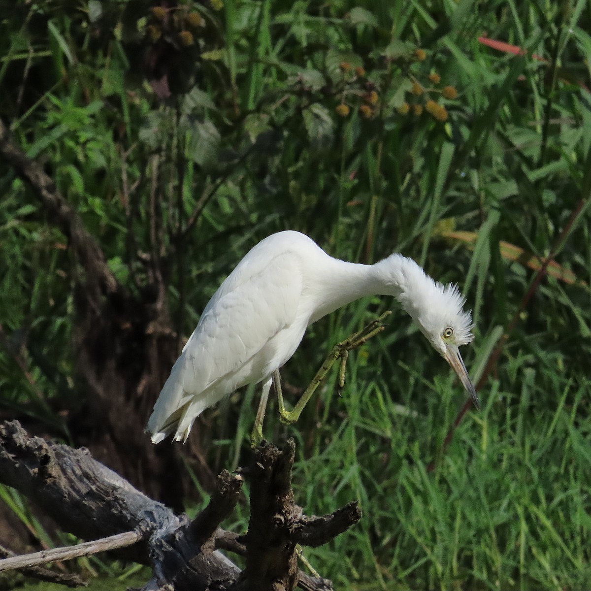 Little Blue Heron - ML640769700