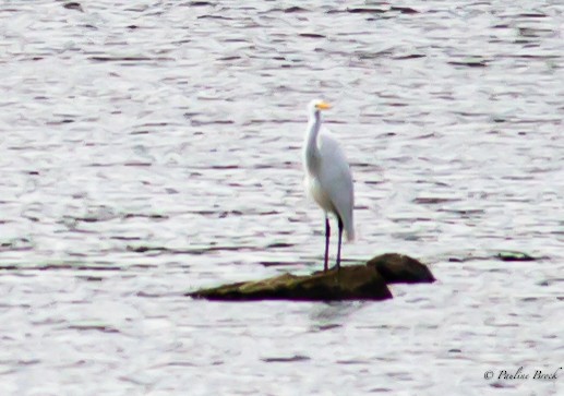 Great Egret - ML640769864