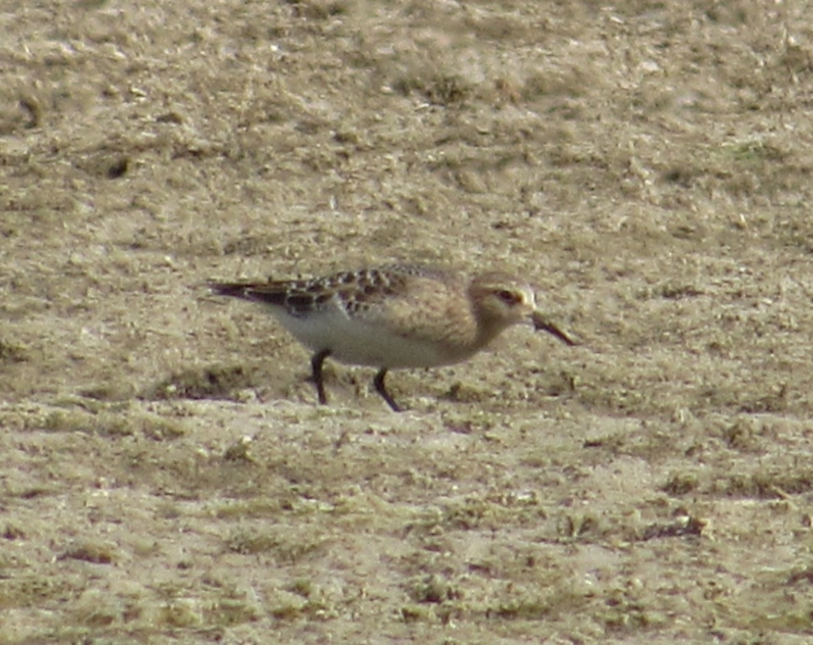Baird's Sandpiper - ML640769871