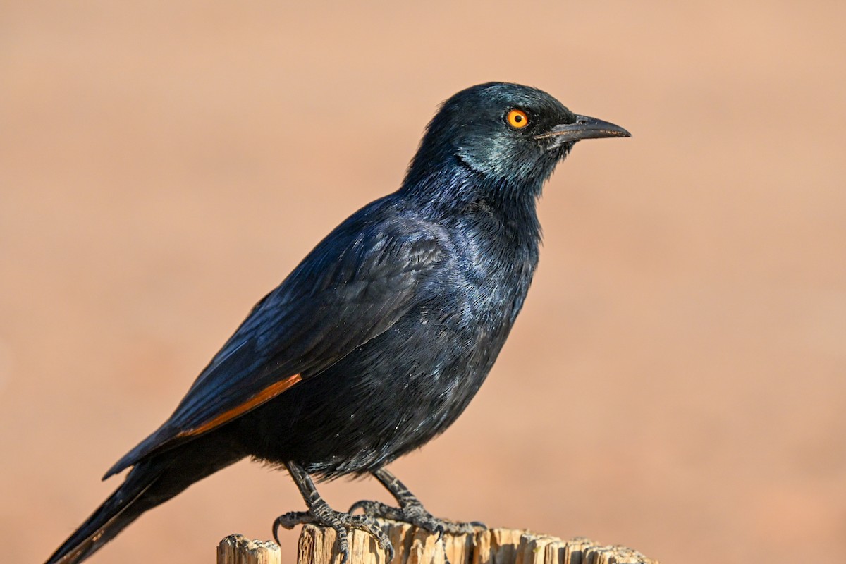 Pale-winged Starling - ML640769893