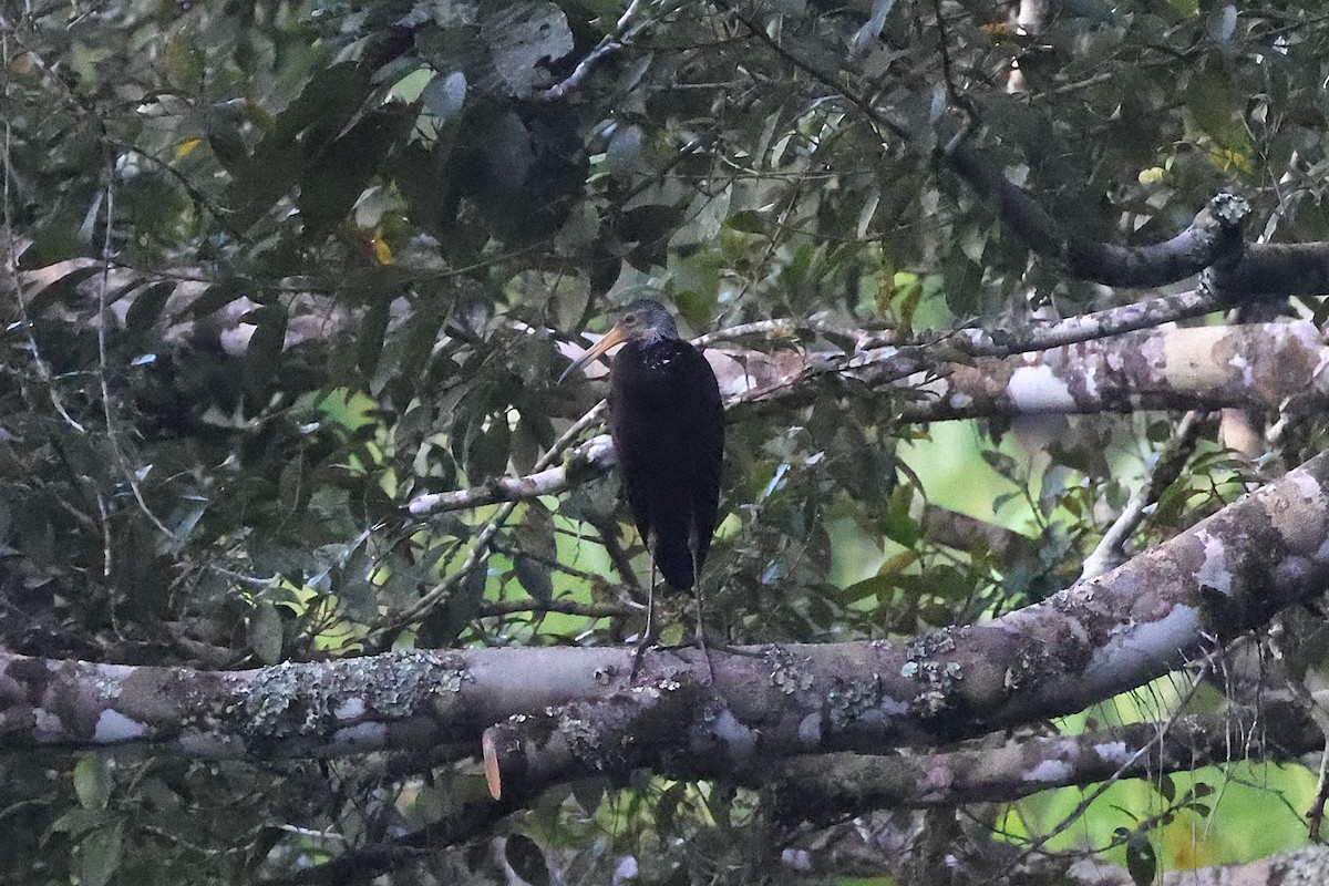 kurlan chřástalovitý - ML640770035