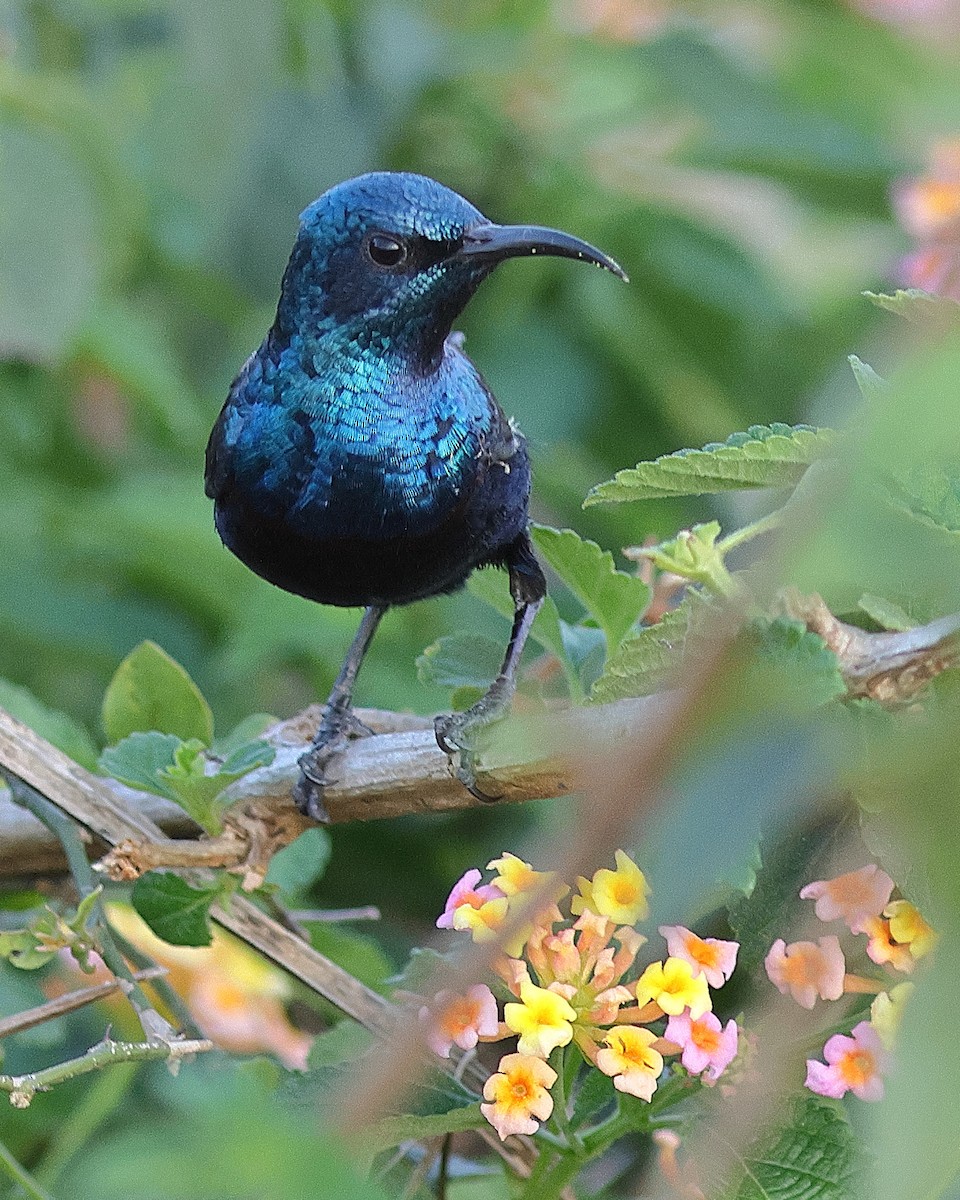 Purple Sunbird - ML640770056
