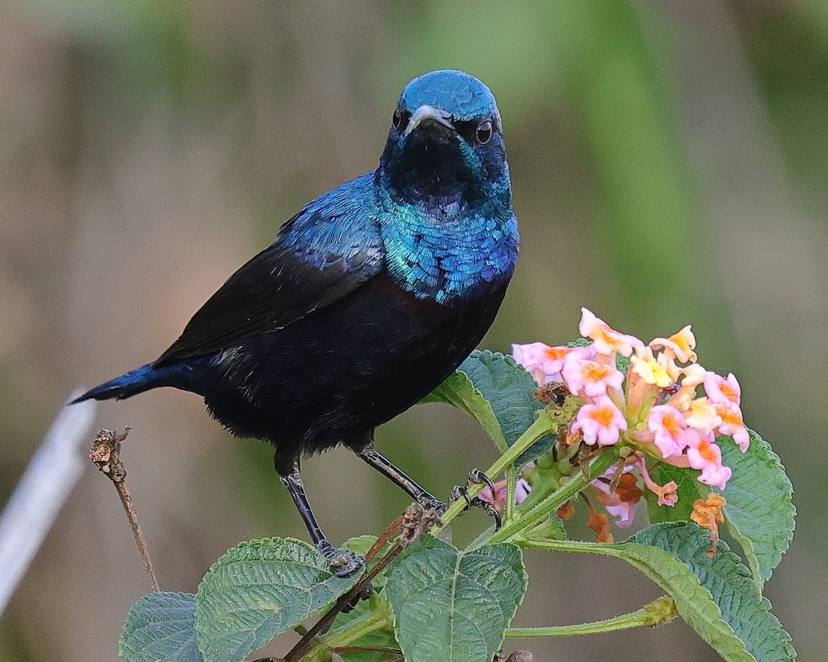 Purple Sunbird - ML640770057