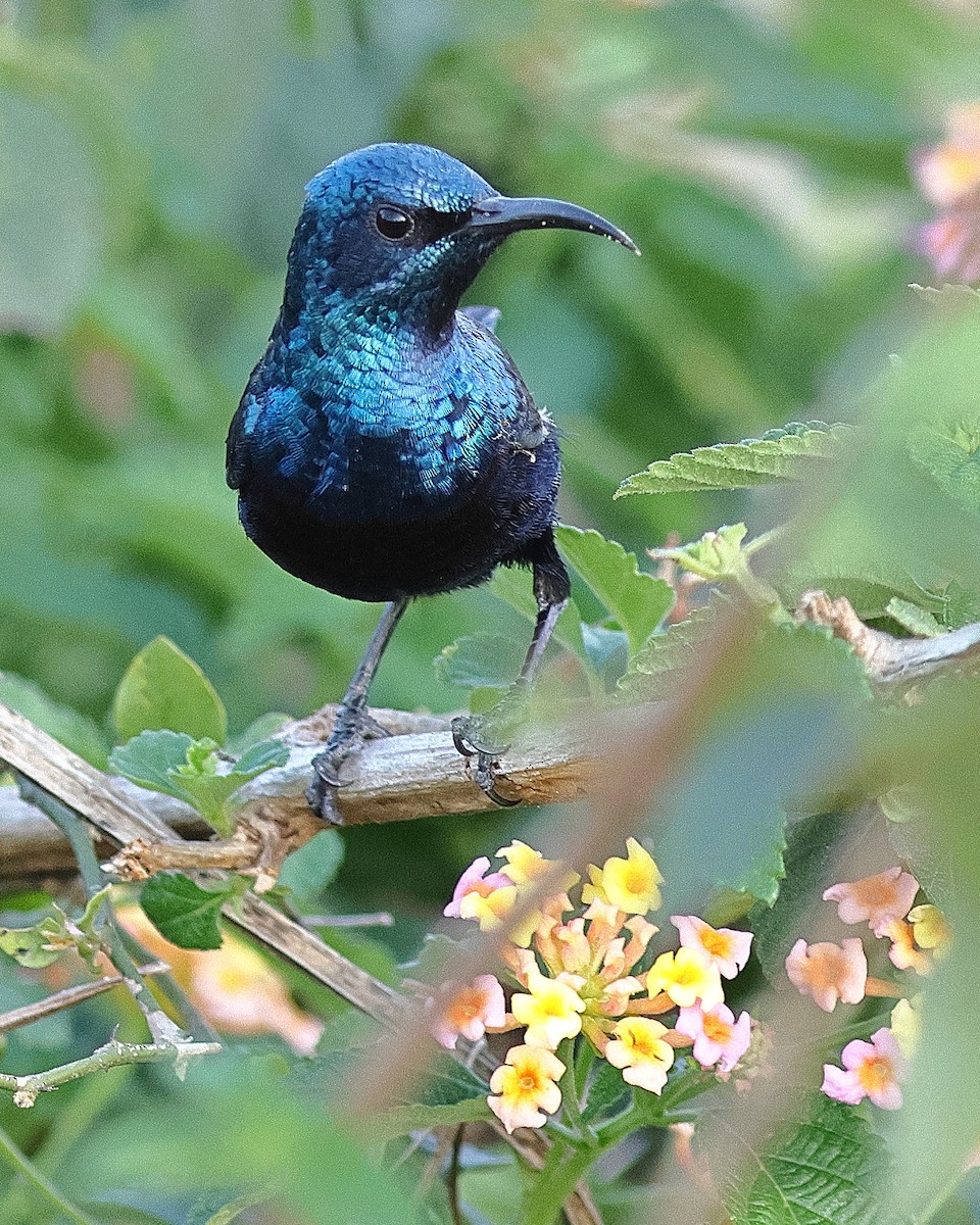Purple Sunbird - ML640770058