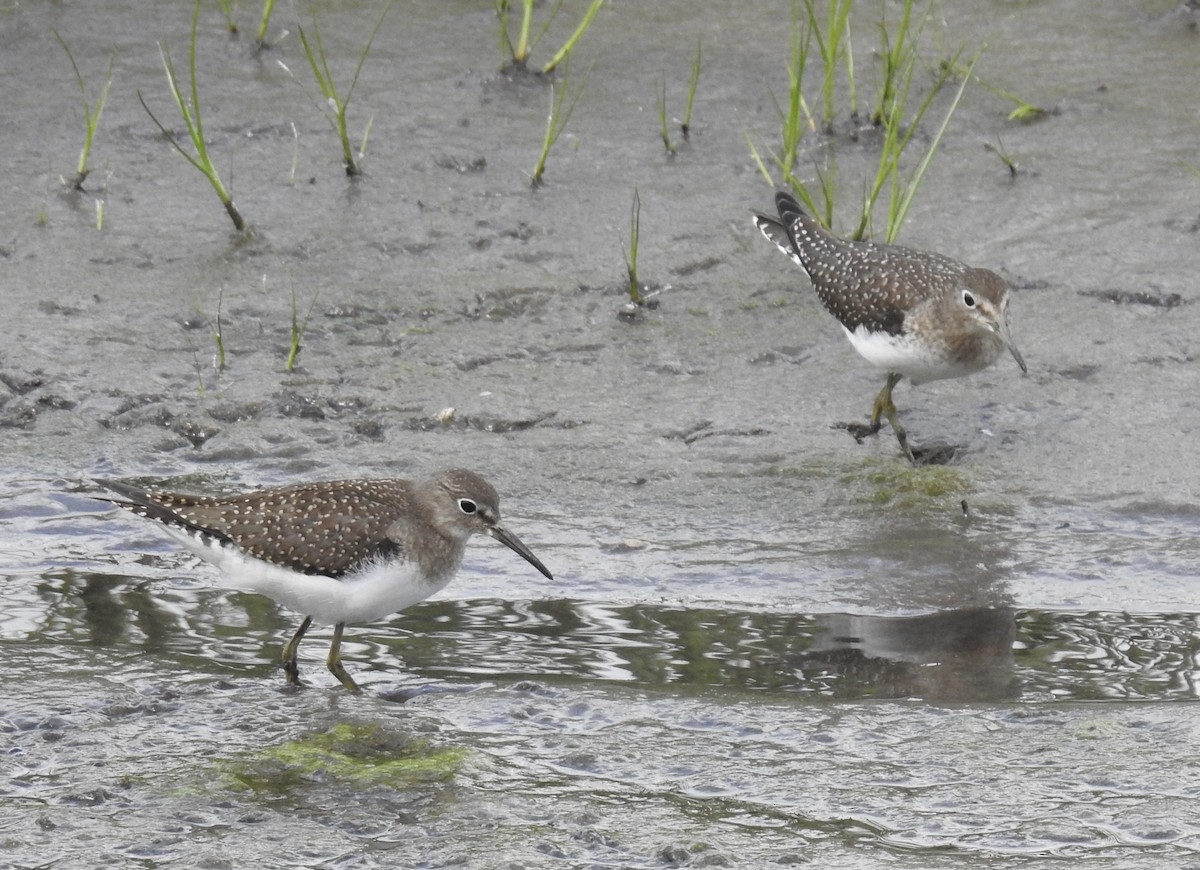 Solitary Sandpiper - ML640770083
