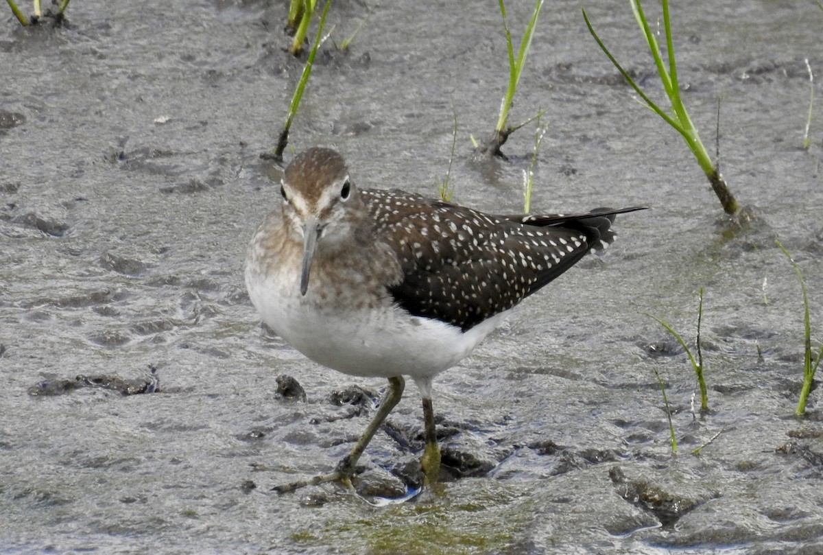 Solitary Sandpiper - ML640770084
