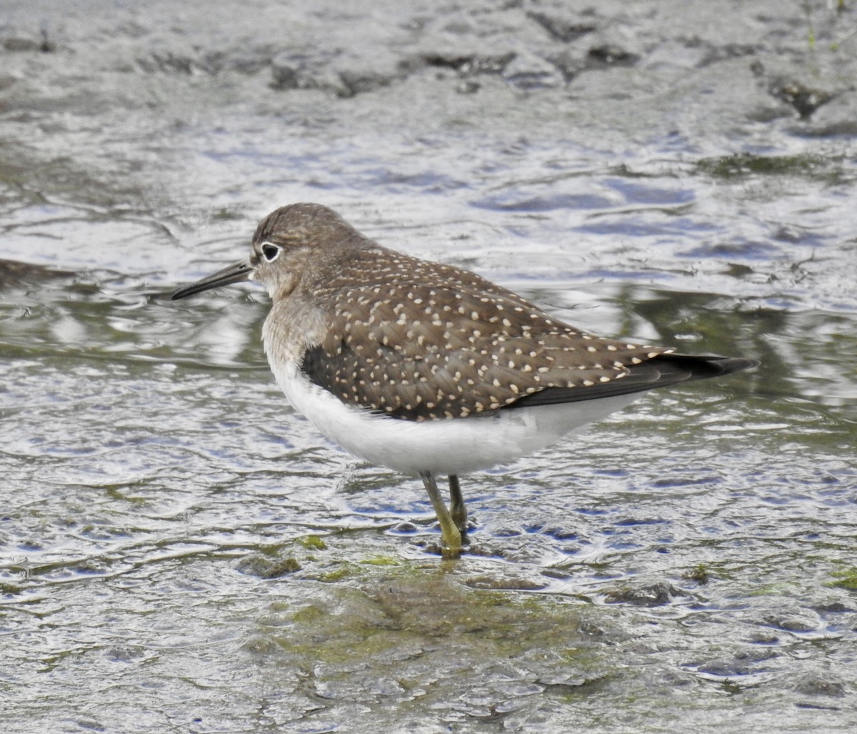 Solitary Sandpiper - ML640770085