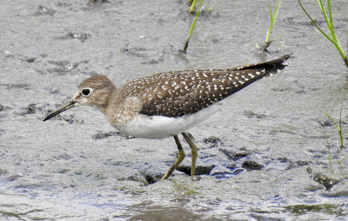 Solitary Sandpiper - ML640770086