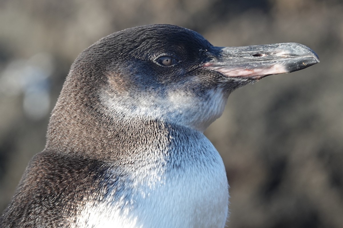 Pingüino de Galápagos - ML640770175