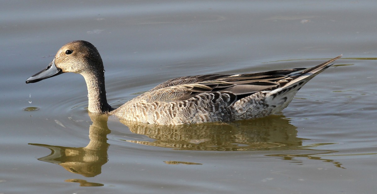 Northern Pintail - ML640770349