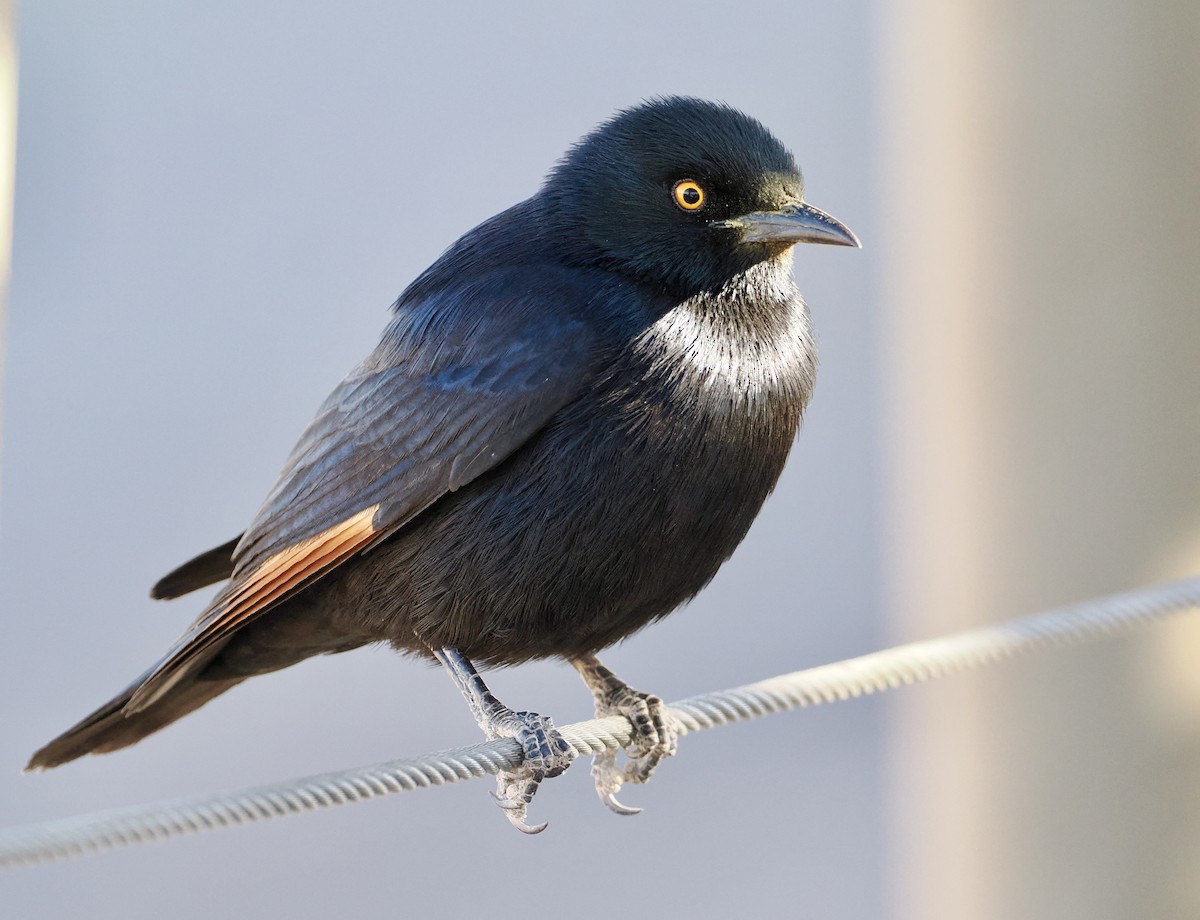 Pale-winged Starling - ML640770354