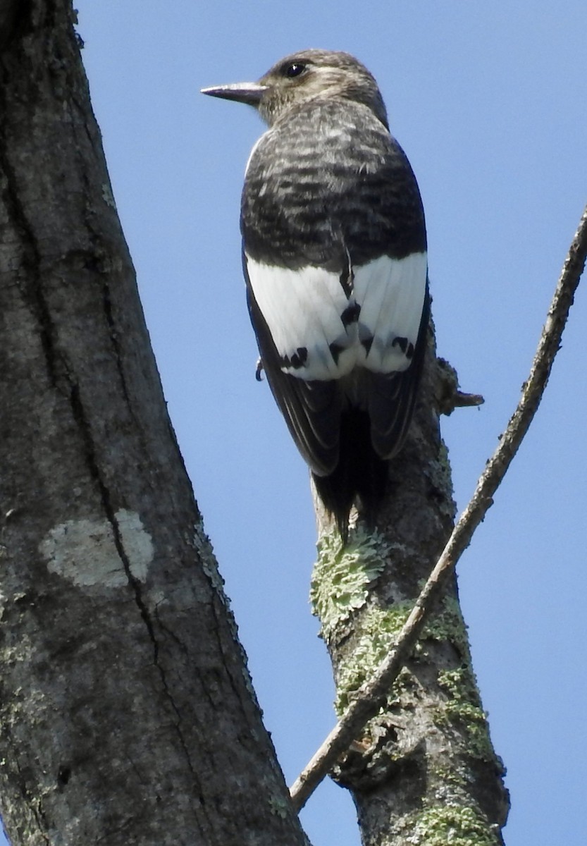 Red-headed Woodpecker - ML640770399