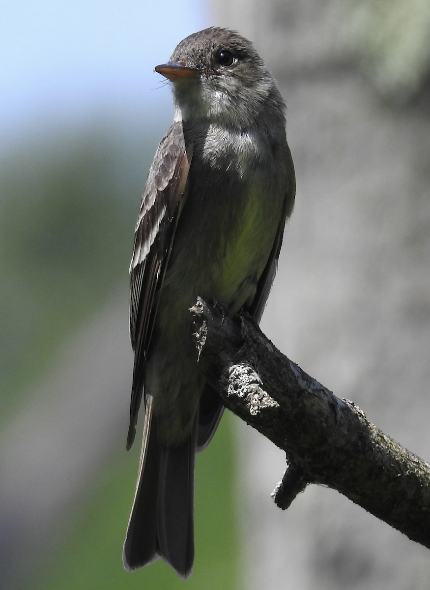 Eastern Wood-Pewee - ML640770426