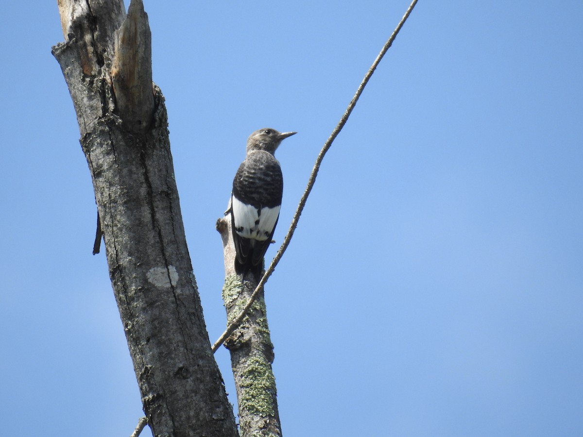 Red-headed Woodpecker - ML640770435