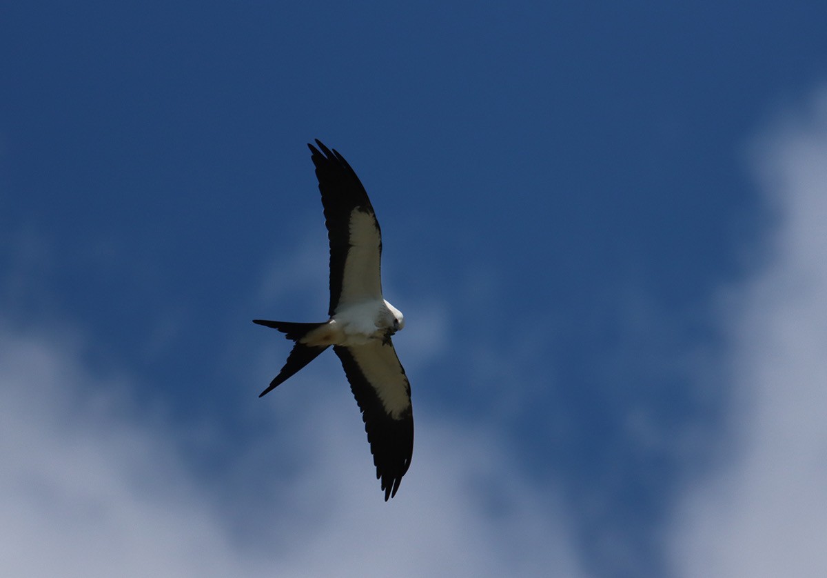 Swallow-tailed Kite - ML640770446