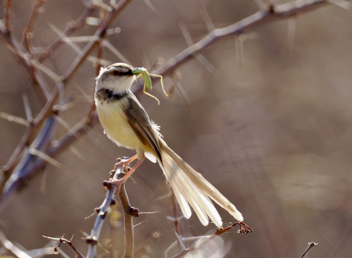 Black-chested Prinia - ML640770453