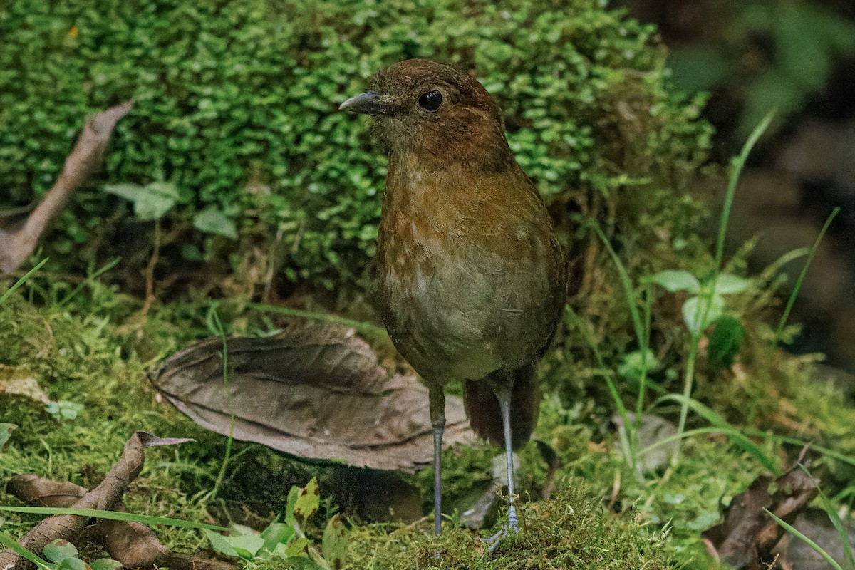 Brown-banded Antpitta - ML640770484