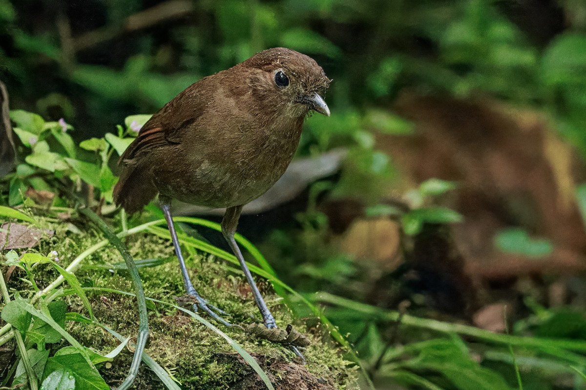 Brown-banded Antpitta - ML640770486