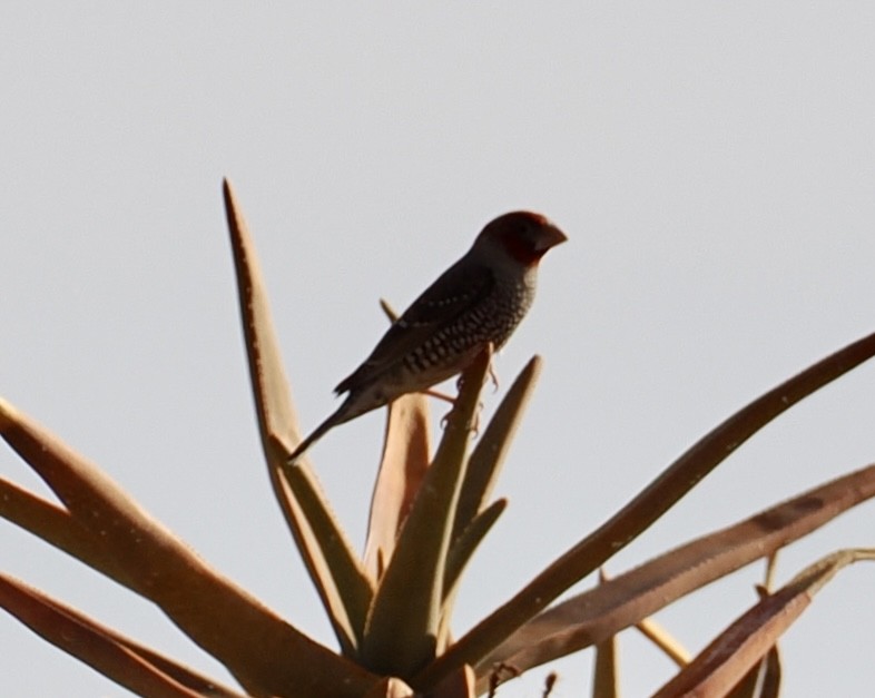 Red-headed Finch - ML640770491