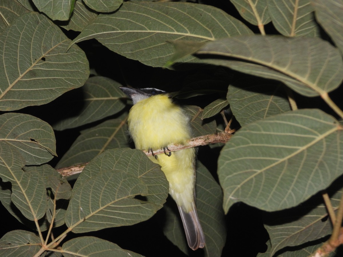 Boat-billed Flycatcher - ML640770493