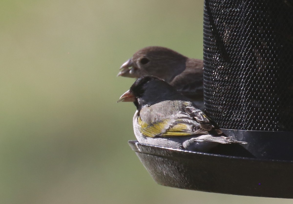 Lawrence's Goldfinch - ML640770508