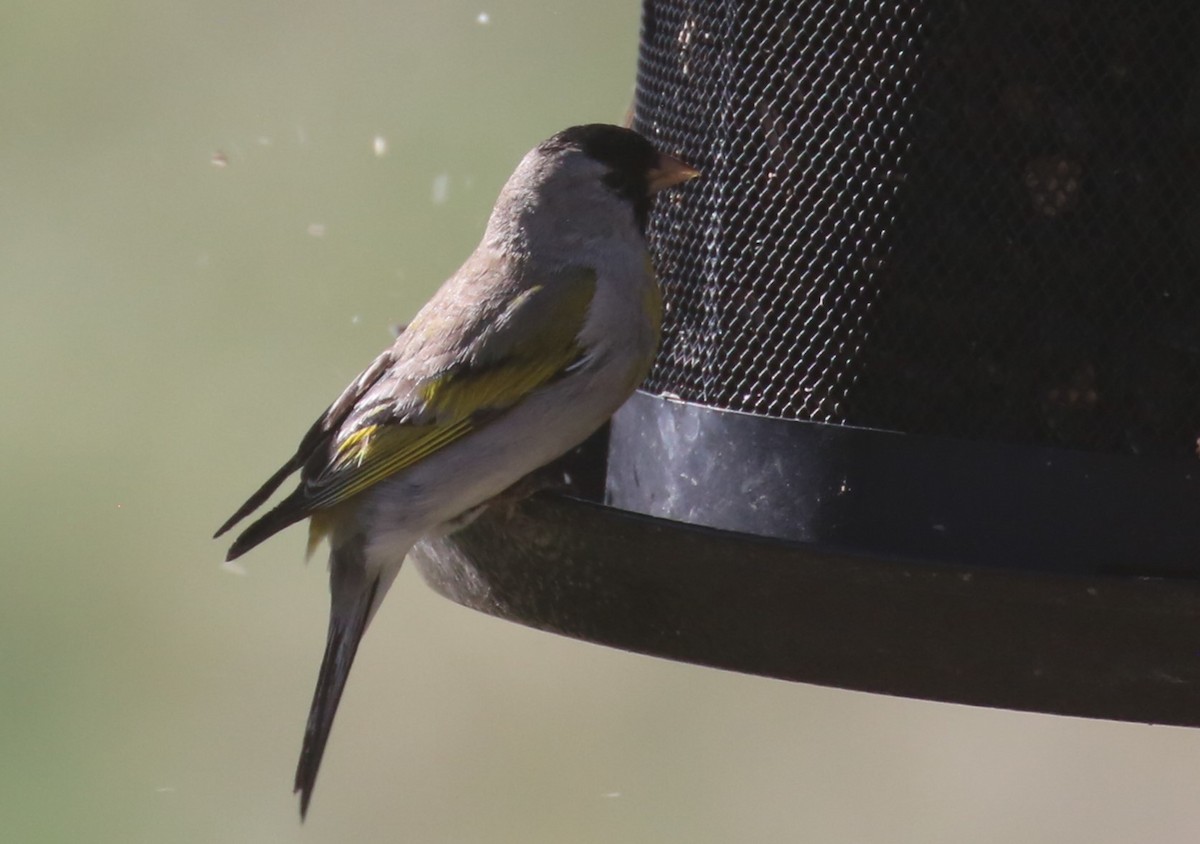 Lawrence's Goldfinch - ML640770509