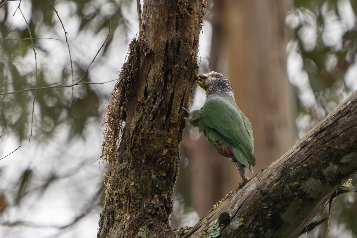 バラガシラインコ - ML640770520