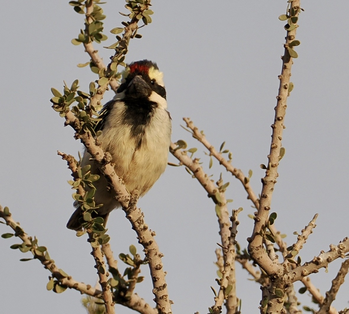 Rotstirn-Bartvogel - ML640770544