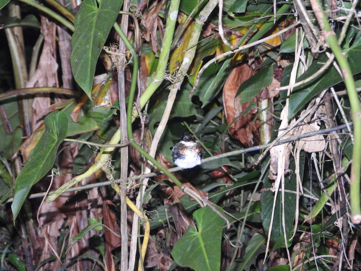 Green Kingfisher - ML640770548
