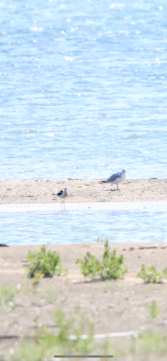 American Avocet - ML640770551