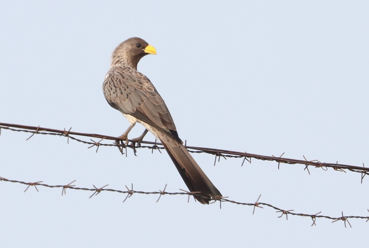 Western Plantain-eater - ML640770581