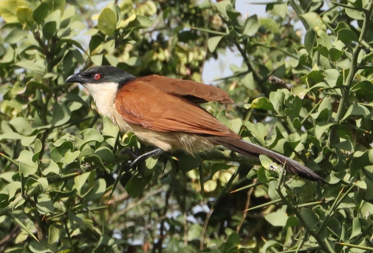 kukačka senegalská - ML640770589