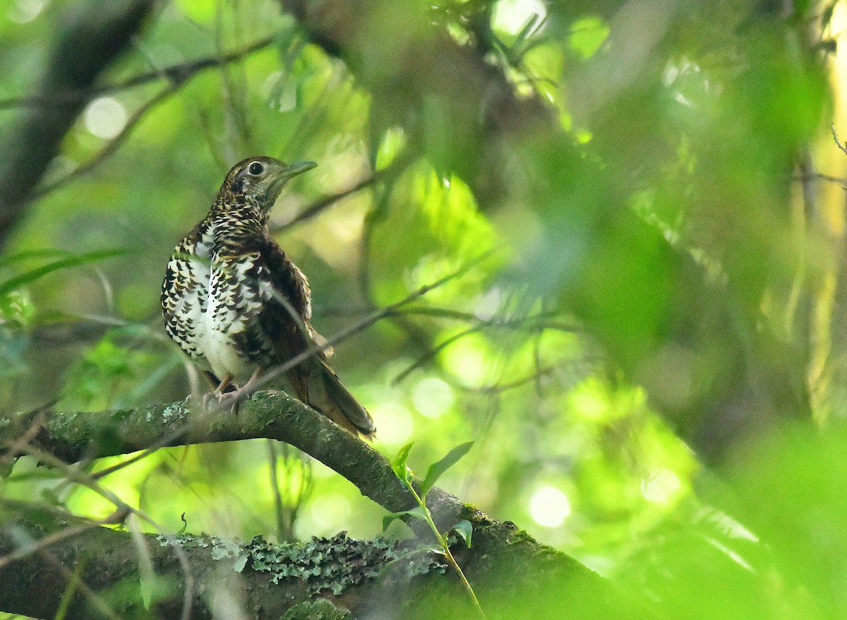 Scaly Thrush - ML640770593