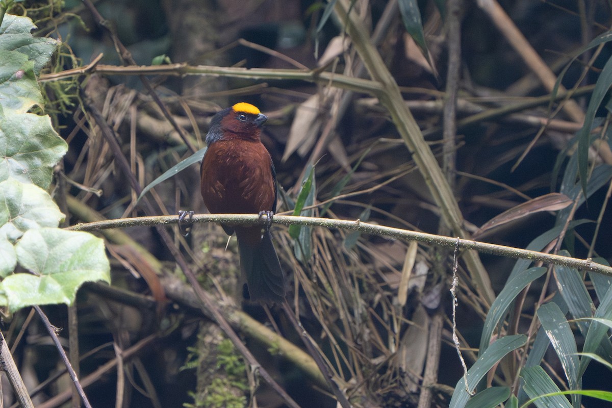ズキンコウカンチョウ - ML640770597