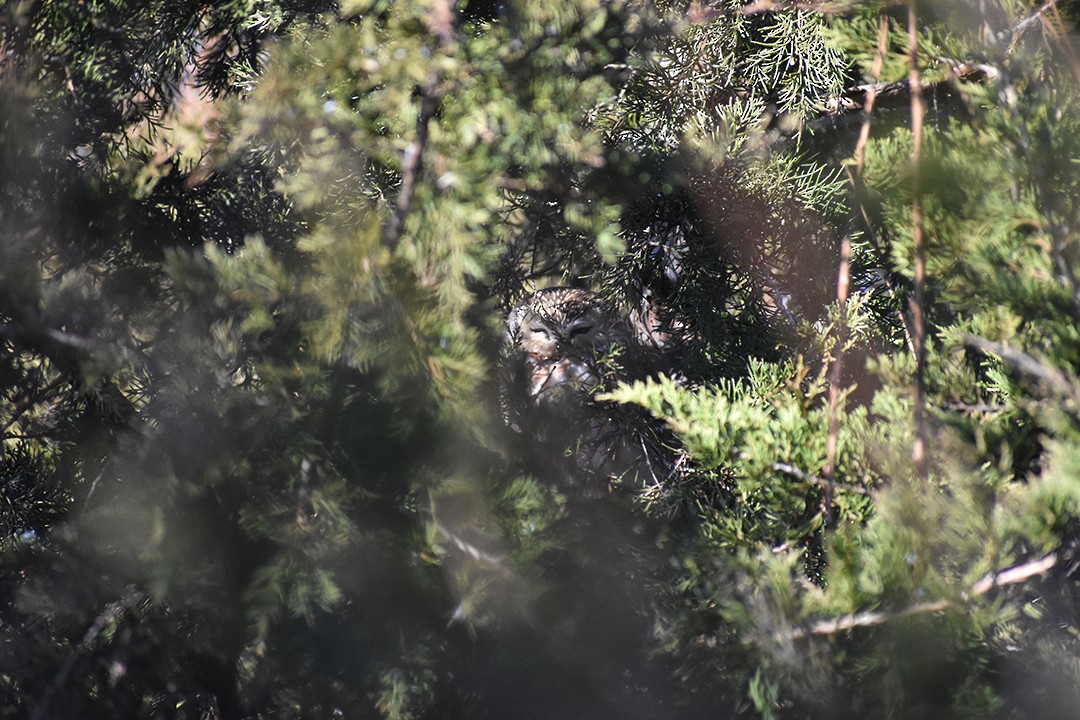 Northern Saw-whet Owl - ML640770613